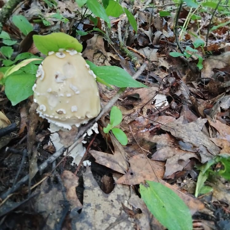 Brahms, Schubert and Mushrooms - Updates from Cacie